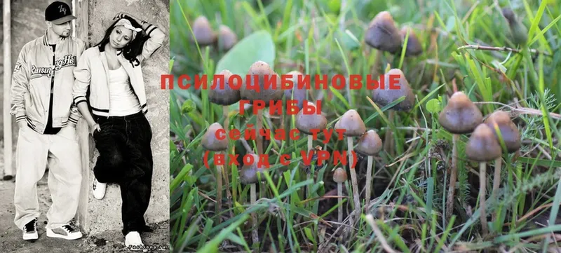 мега зеркало  Болохово  Псилоцибиновые грибы Psilocybine cubensis 